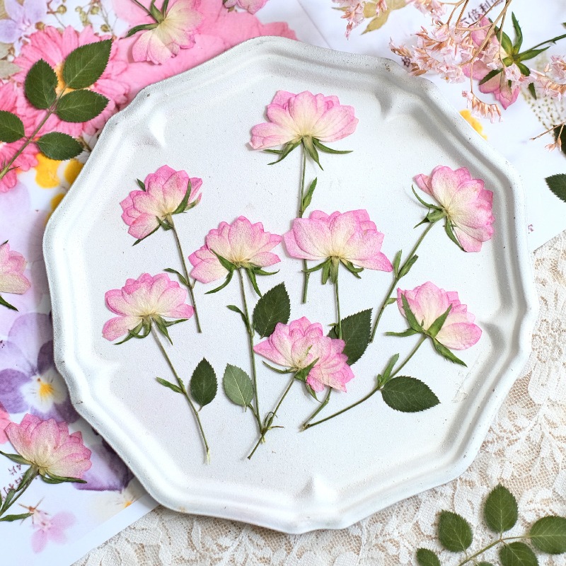 Embellishment Crafts - 12 قطعة، زهور مجففة حقيقية مضغوطة