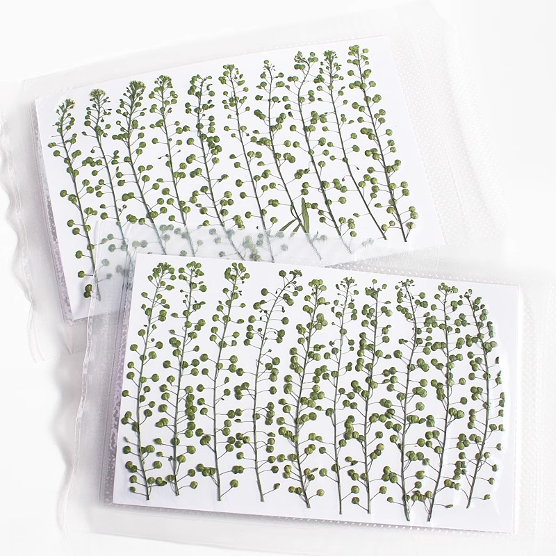 اللون الطبيعي الأخضر جرس العشب - مراجعة Embellishment Crafts وسعره