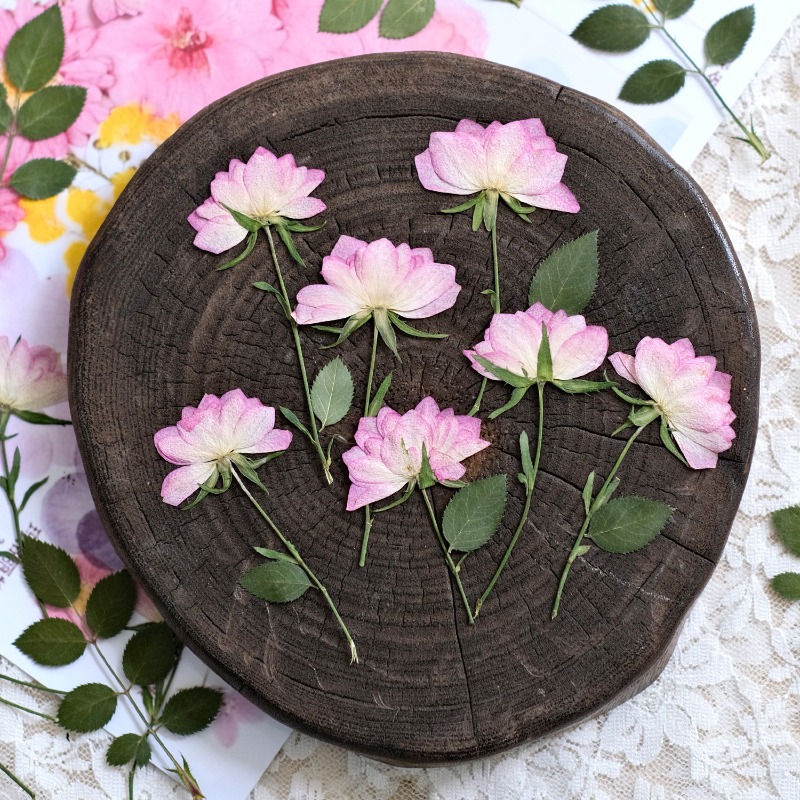 12 قطعة، زهور مجففة حقيقية مضغ - مراجعة Embellishment Crafts وسعره